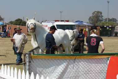 Percheron Pretoria Show 2008